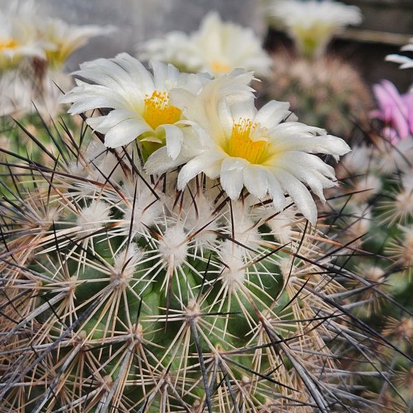 Turbinicarpus viereckii var. major